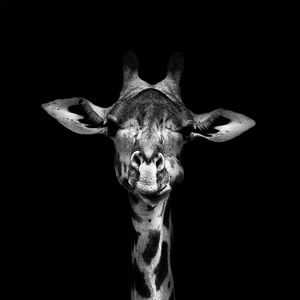 Meet your Posher, Carly